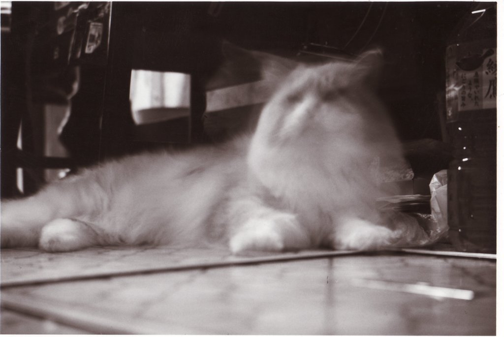 【フィルム】幽体