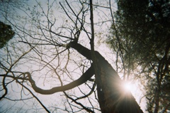 【フィルム】あの日