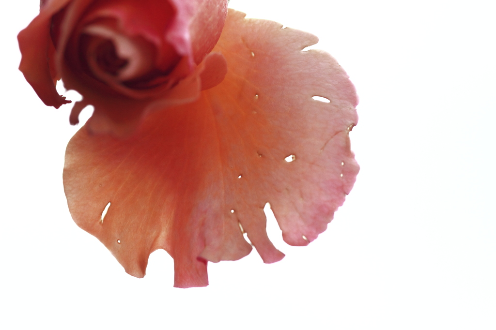 薔薇羽
