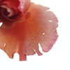 薔薇羽