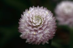 刺華