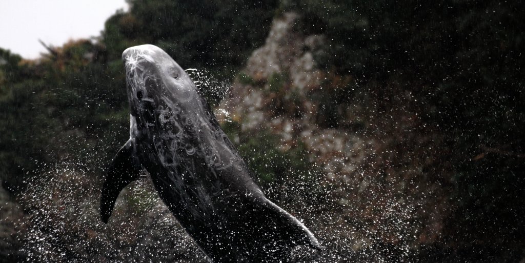 ゴンドウクジラ