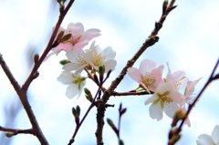 秋に咲く桜