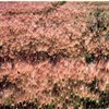 【フィルム】郷愁の彼方