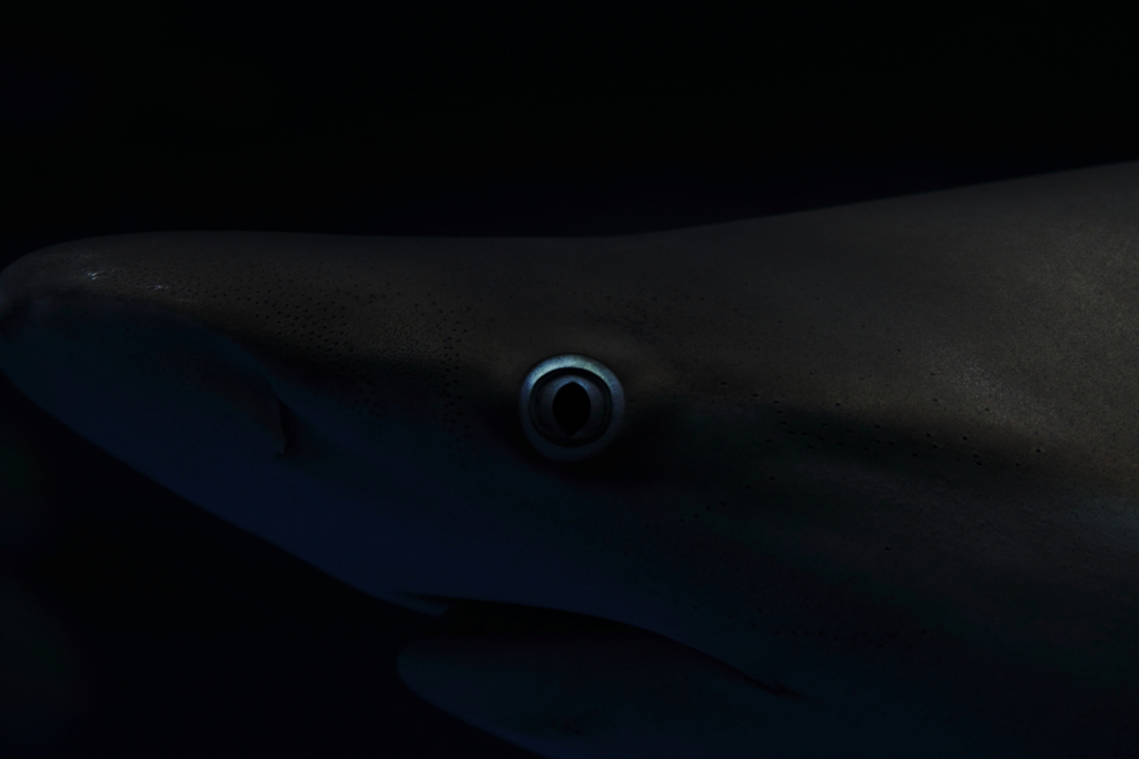 eye
