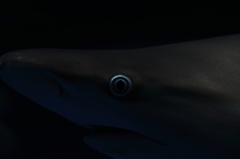 eye