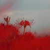 紅に染めて
