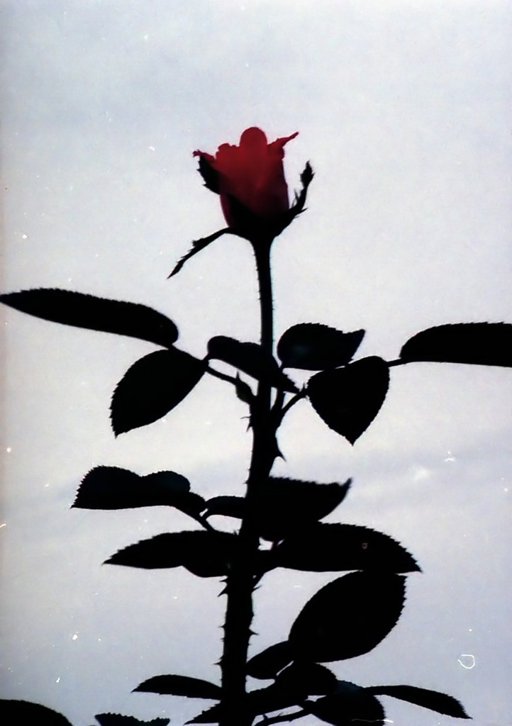 【フィルム】薔薇蕾