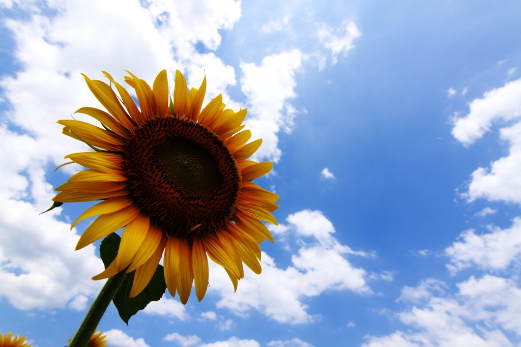 太陽の花