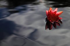紅一点
