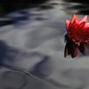 紅一点