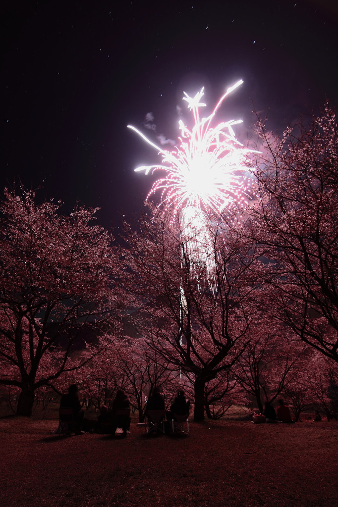 空に咲く桜