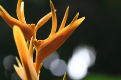 角花