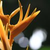 角花
