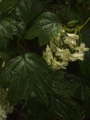 梅雨