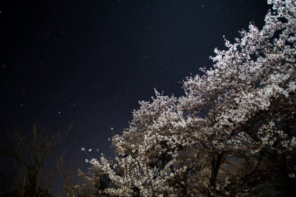 桜と星空