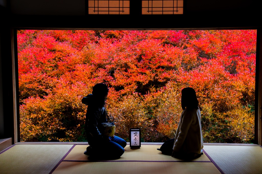 安国寺 ドウダンツツジ