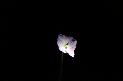 孤独な紫陽花