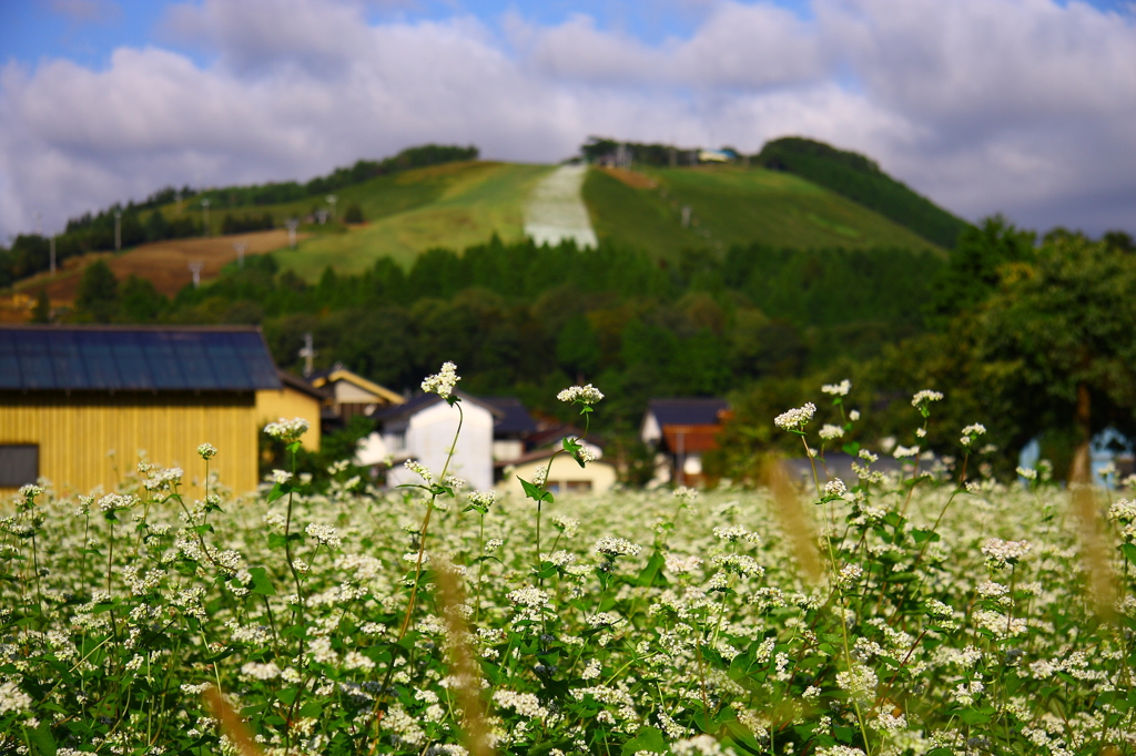 神鍋山と蕎麦の花