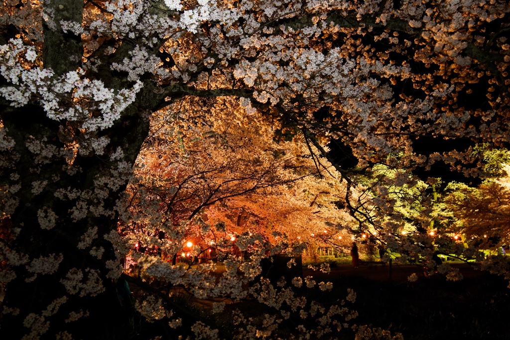 清滝の夜桜