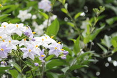 7月の花
