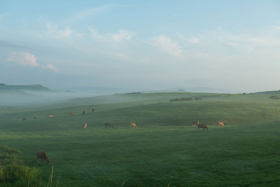 雲をついばむ牛