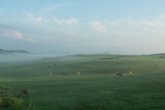 雲をついばむ牛