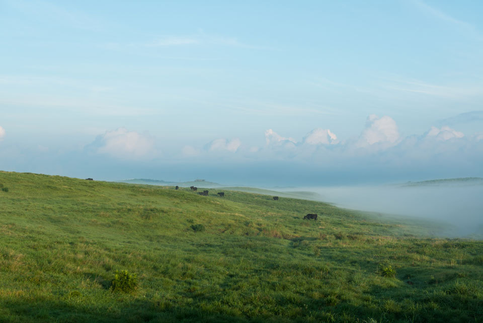 雲をついばむ牛2