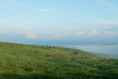 雲をついばむ牛2