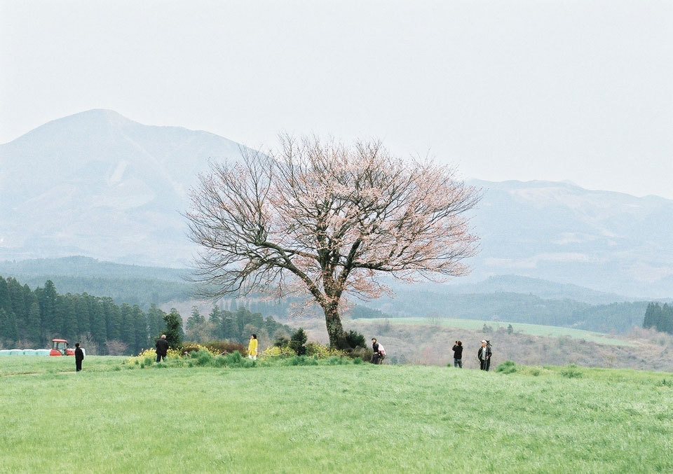 一本桜