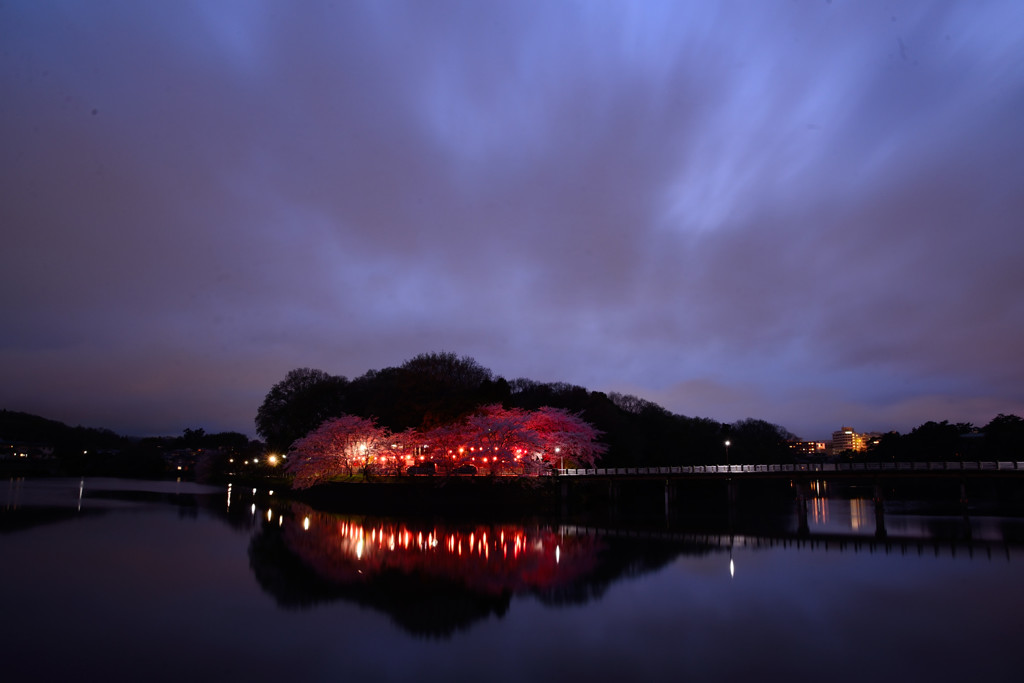 2015年・神社の夜桜