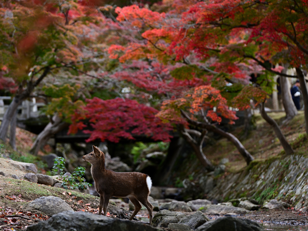 奈良公園の秋
