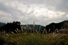 2012　明日香の秋