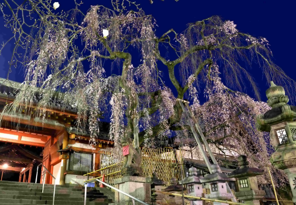 早すぎた夜桜撮影