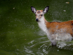 奈良公園のおもてなし。