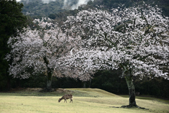 2024 奈良公園の春