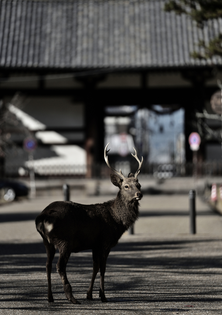 転害門の守り鹿