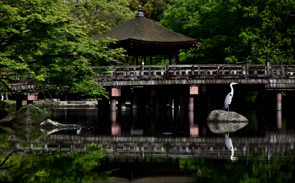 奈良公園
