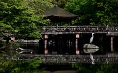 奈良公園