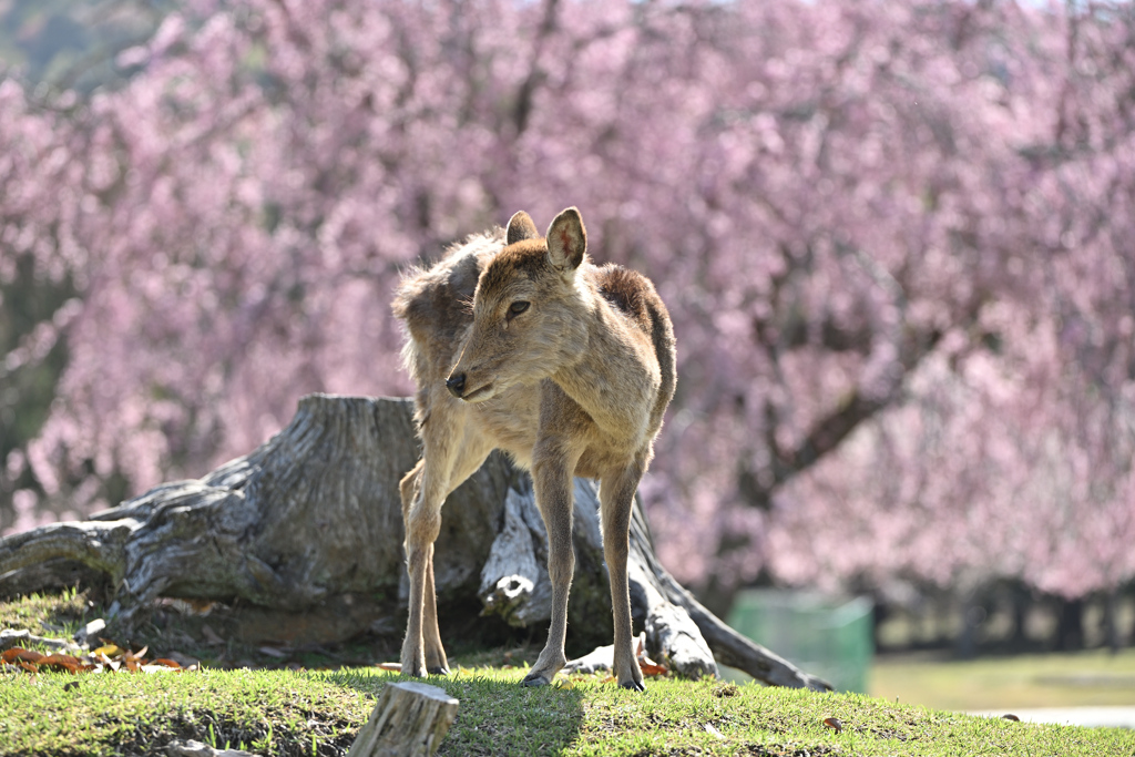おかっぱ桜と奈良の鹿