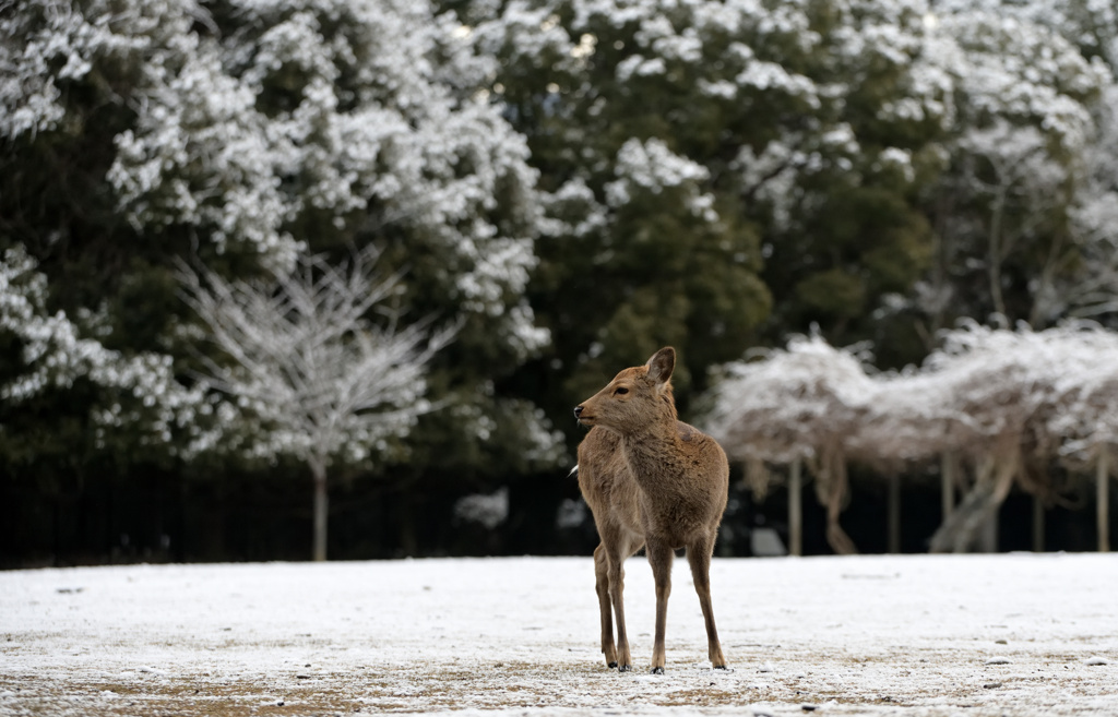 奈良公園に2月の雪