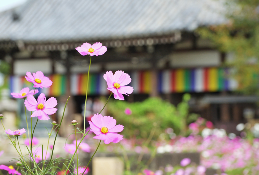 秋桜の香り