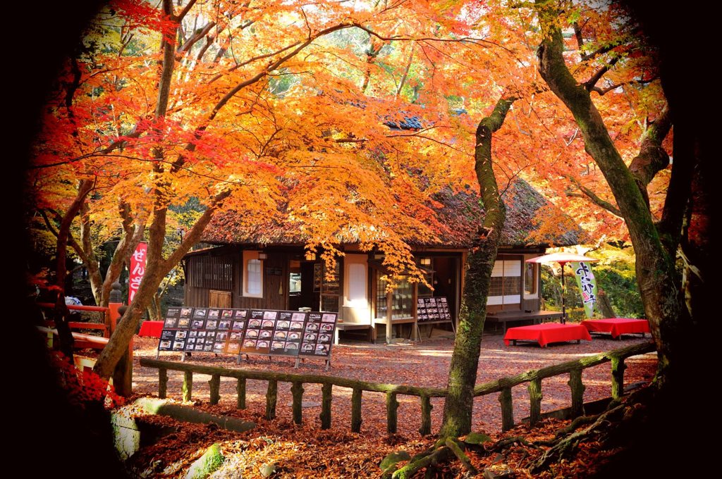紅葉を覗く