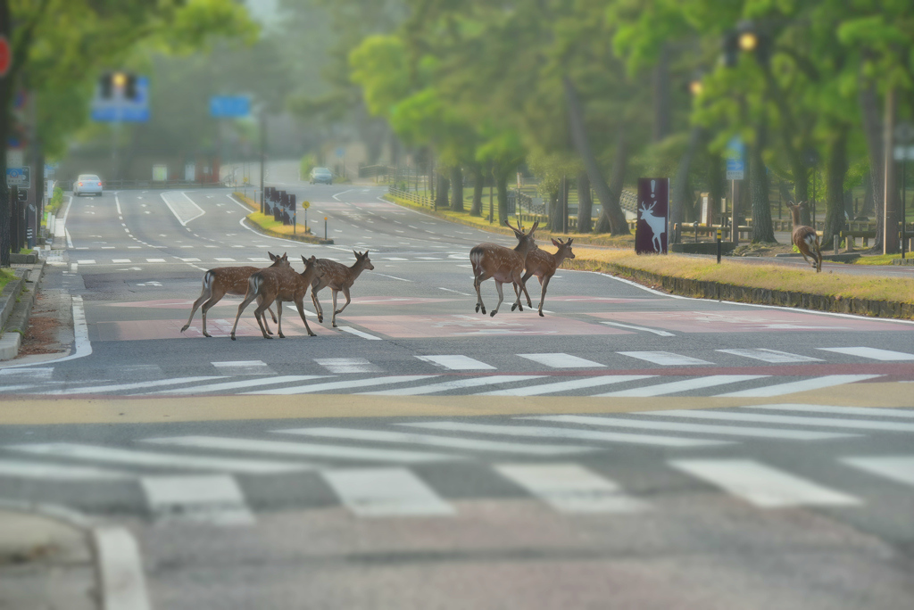 早朝の奈良市内は鹿の町。