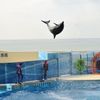 水辺・海洋のほ乳類
