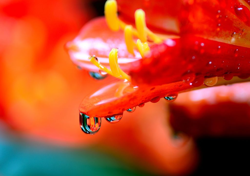 花の雫 