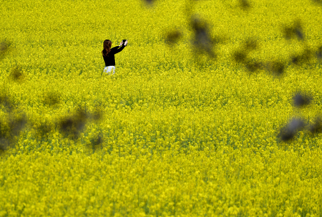 菜の花畑のなかで。