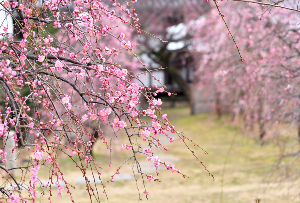 2月の春日和。