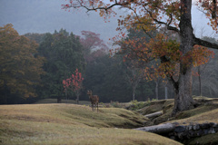 秋の飛火野