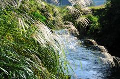 あすか川　秋